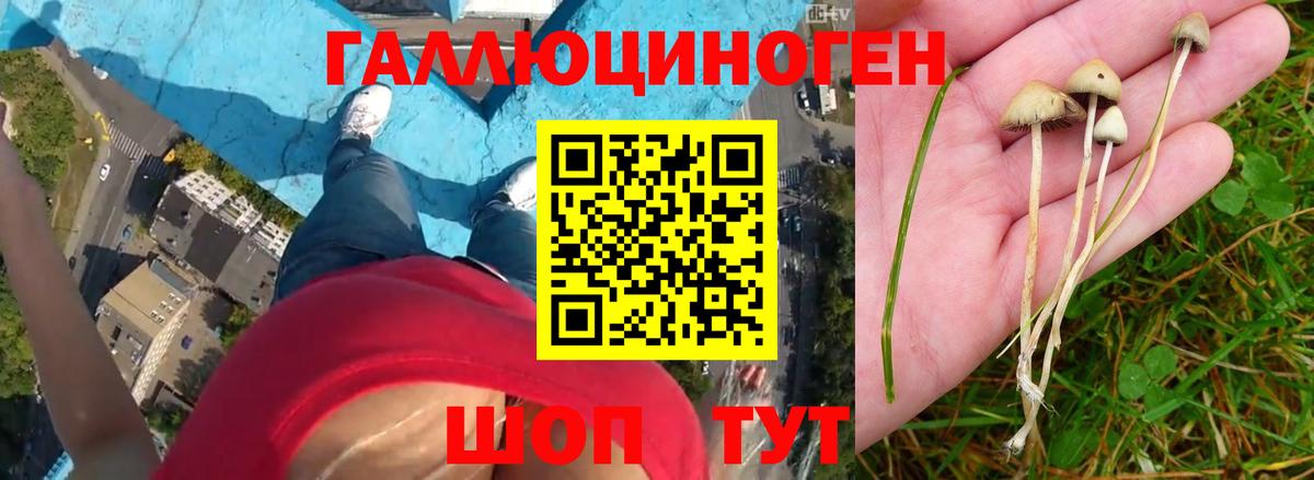 Камень-на-Оби  Псилоцибиновые грибы MAGIC MUSHROOMS  Вход с VPN 